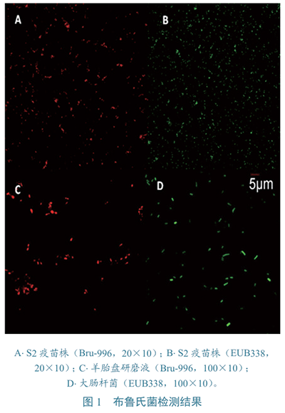 布鲁氏菌???检测图